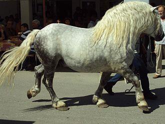 Grey Croatian Dash - Photo: Fraxinus Croat