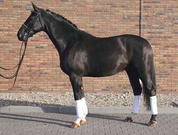 Danish Warmblood presented to the model. - Photo: Nicole Slanařová