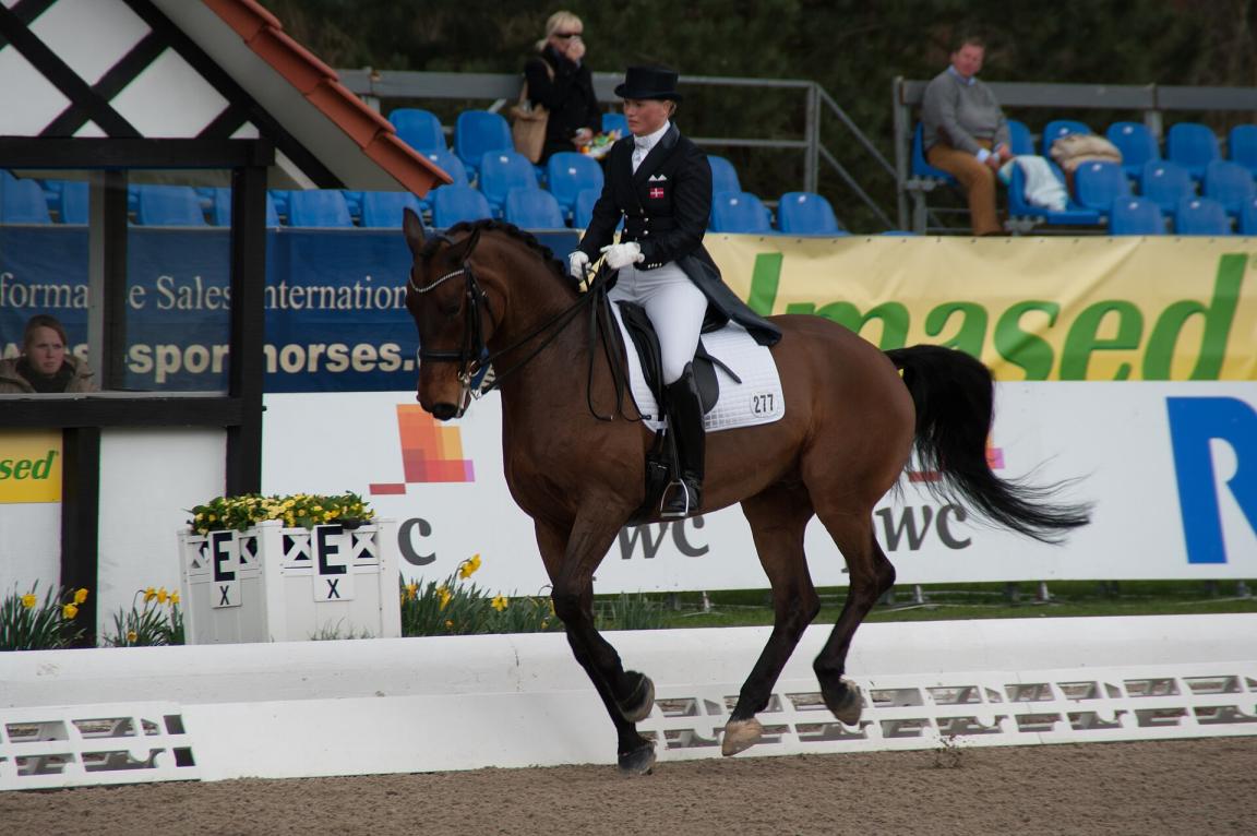 Danish Warmblood performing a change of lead during an official dressage competition. - Photo: Olaf Kosinsky