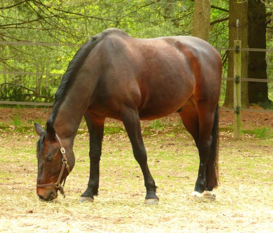Danish Warmblood in his paddock.  - Photo : Sheila 