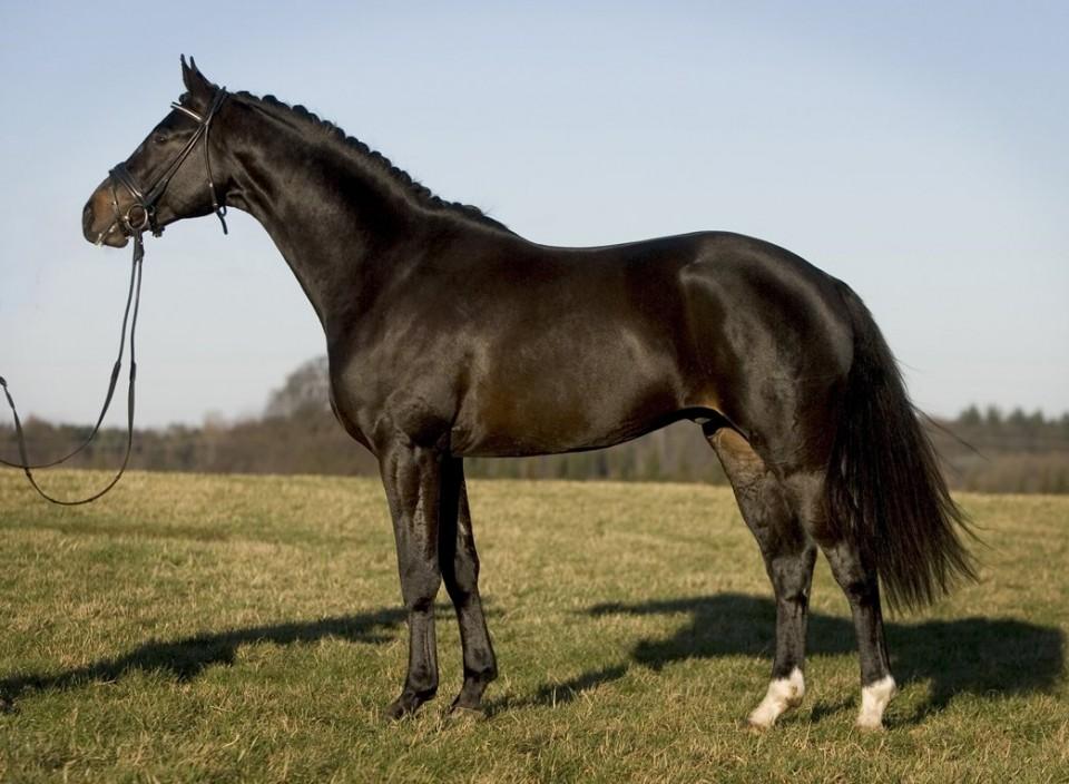 Danish warmblood with a bay-brown coat, model - Photo: Nicole Slanařová