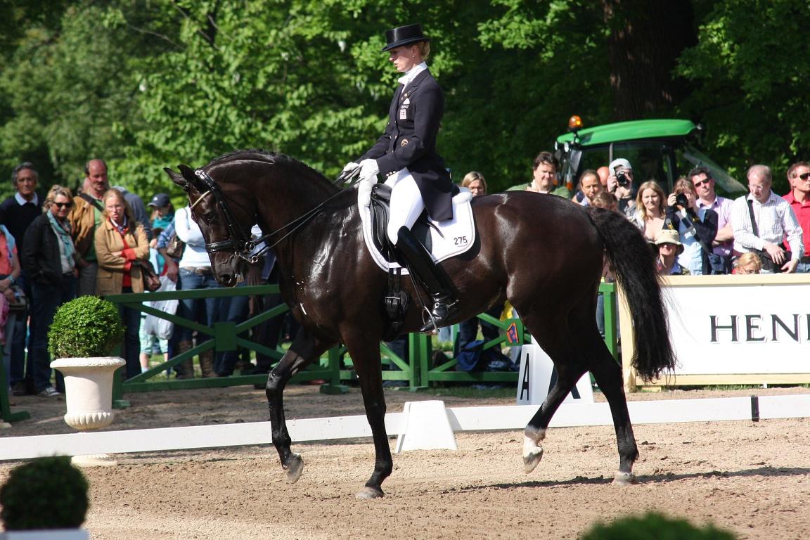 A Great Danish Warmblood being ridden in an official dressage competition. - Photo: Oliver Abels (SBT)