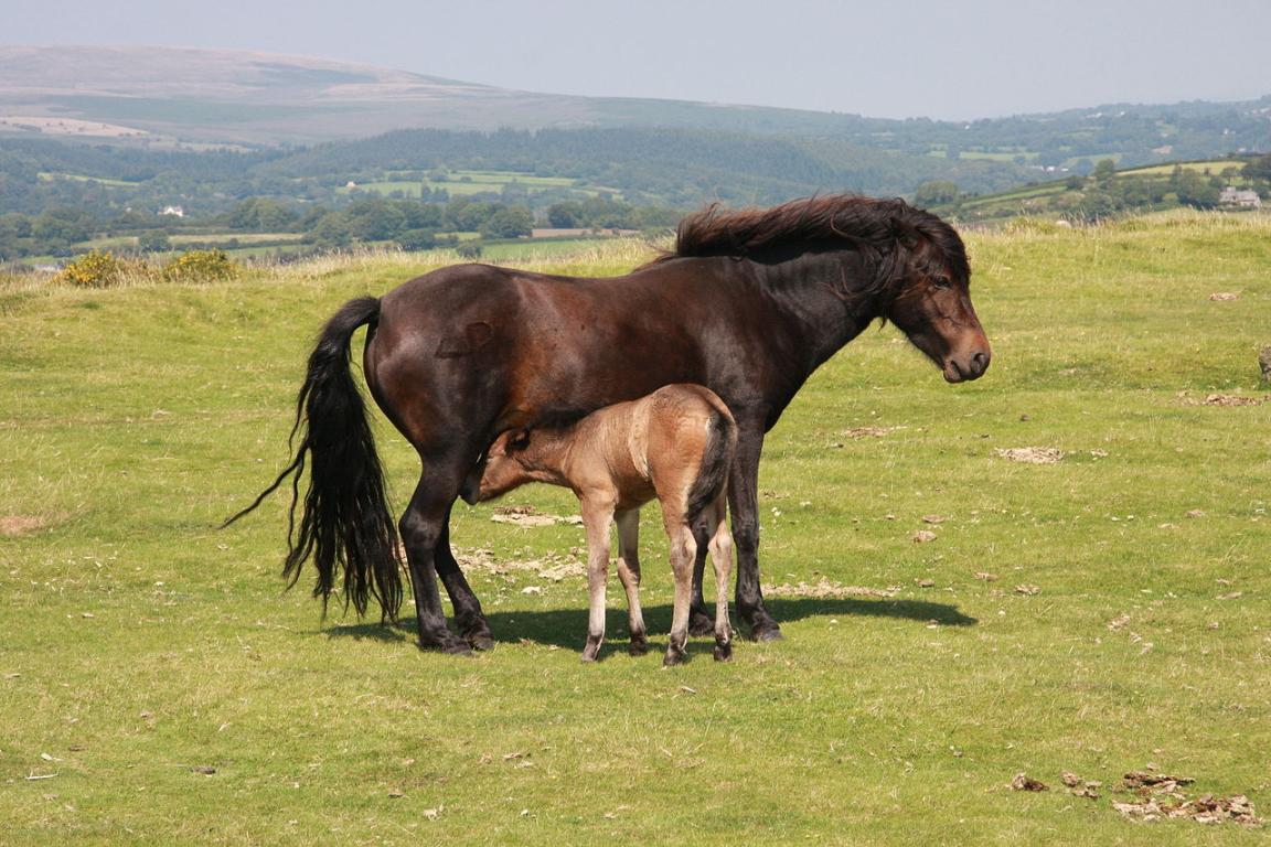  Dartmoor pony mother and foal - Photo: Mike Knapp