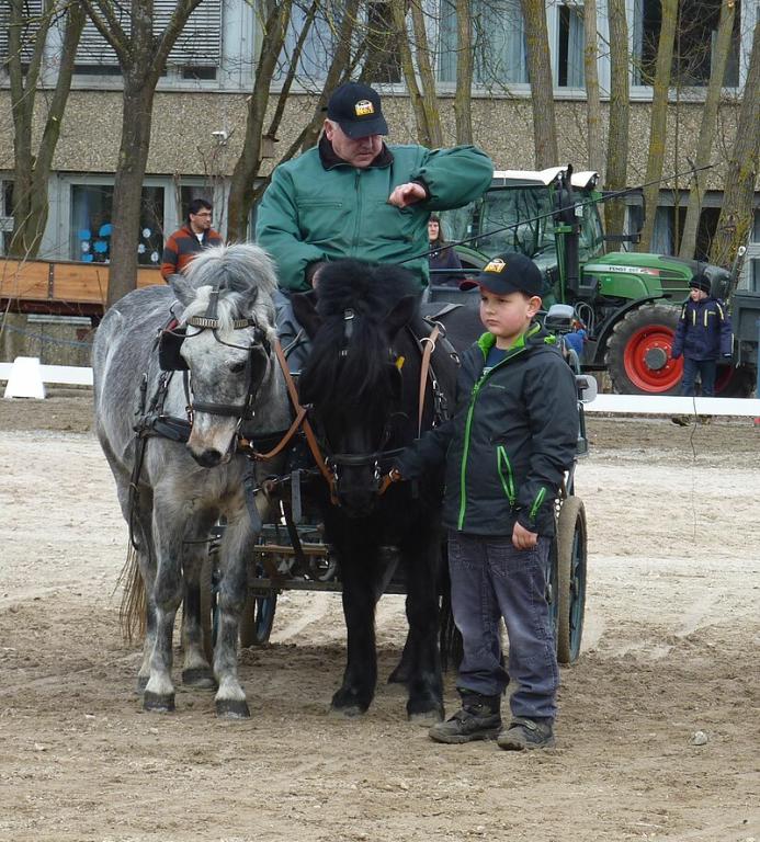 Dartmoor pony team presented in Germany - Photo: Xocolatl