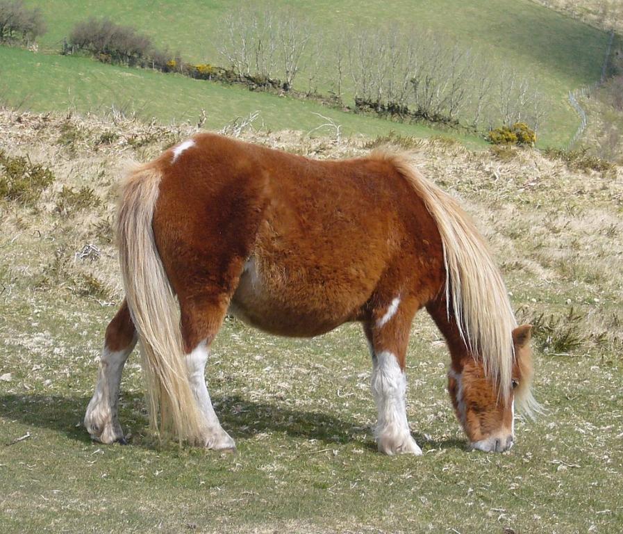 Poney de Dartmoor Hill sur Dartmoor - CC BY-SA 4.0 - Herby