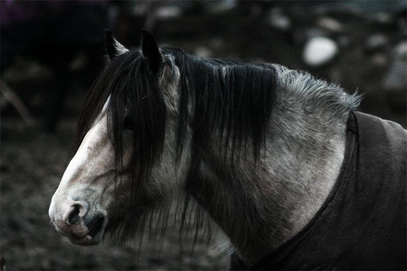 Head of a Døle - CC BY-SA 3.0 - HaXXa