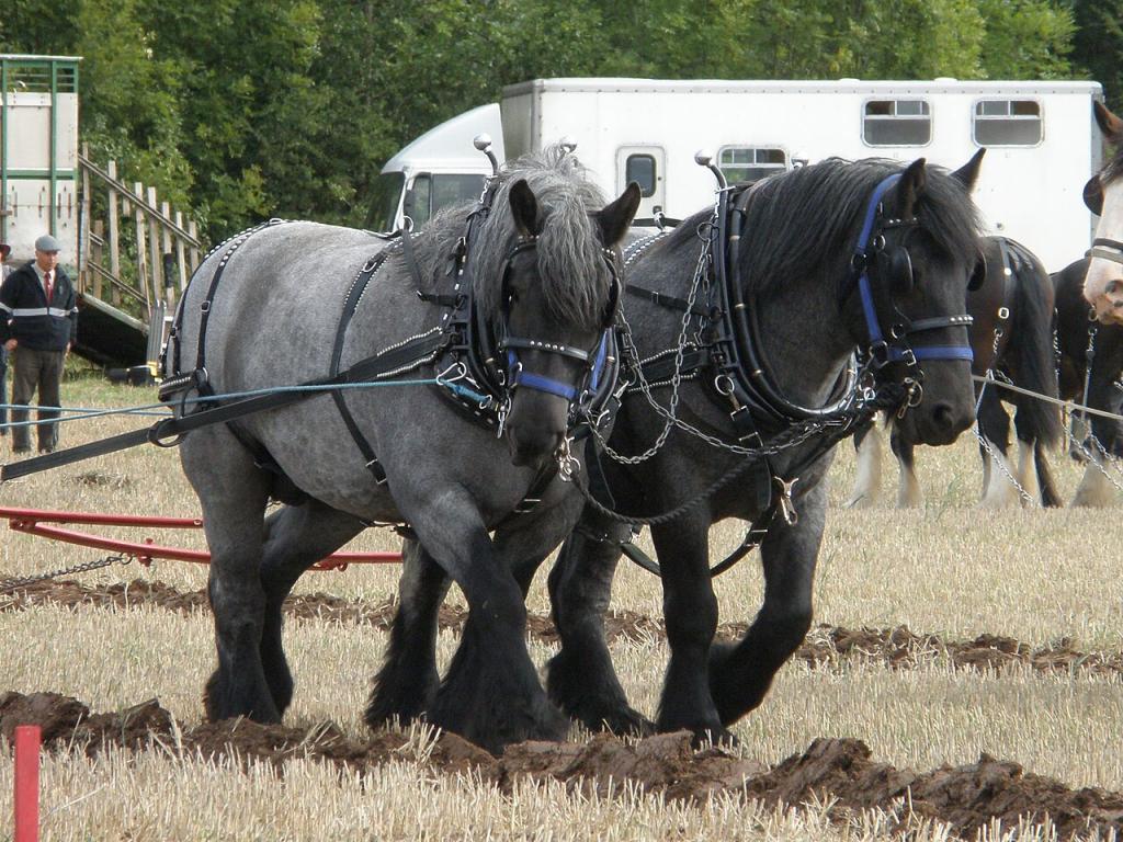 Dutch Draft Pair - CC BY-SA 2.0 - Amanda Slater