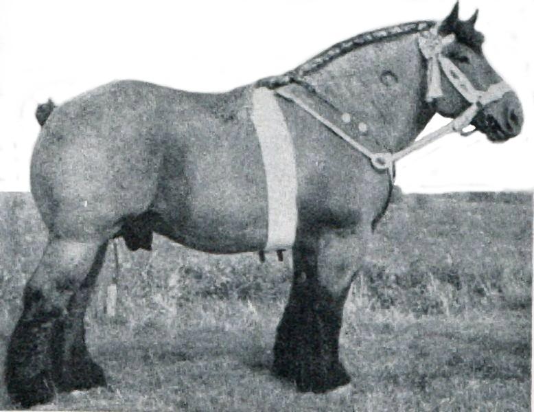 Dutch Draft Stallion circa 1945 - Public Domain - Summerhayes, R.S., “Horses and Ponies”, Warne & Co, New York, 1948