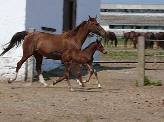 Eastern Bulgarian mare and her foal. - Photo: Izvora