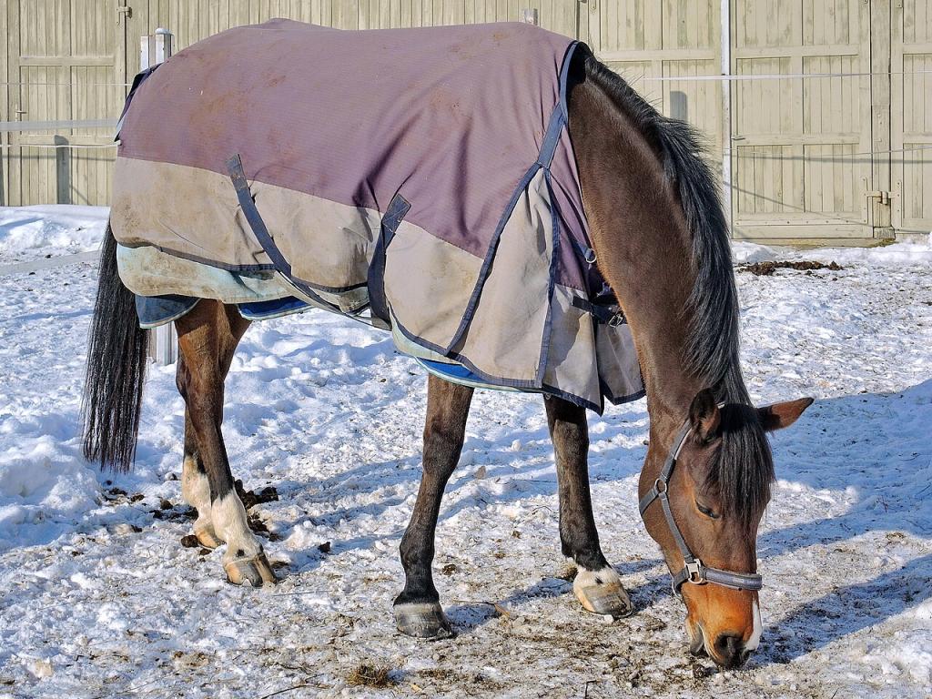 Horse bred at Einsiedeln Abbey - CC BY-SA 3.0 - © Roland Fischer, Zurich (Switzerland)