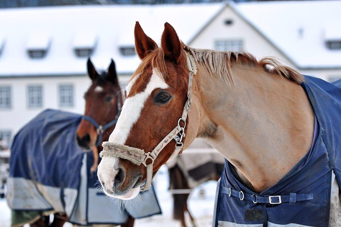 Young Einsiedeln - CC BY-SA 3.0 - Roland zh