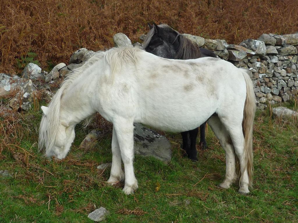 Eriskay ponies grazing near a low wall on Holy Island. - CC BY 2.5 - Roger W Haworth