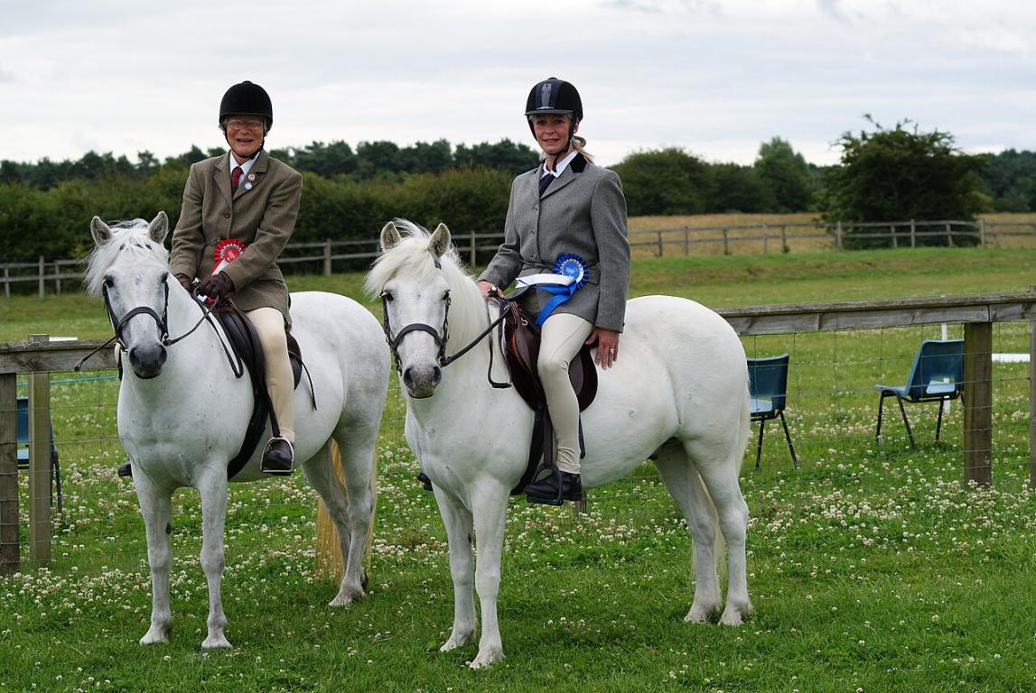 Eriskay ponies being ridden at a show. - CC BY-SA 4.0 - West!islandman