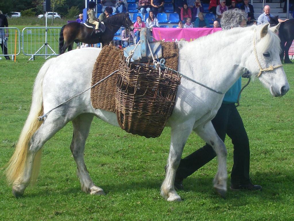 Traditional basket packsaddle system of the Eriskay pony. - CC BY-SA 4.0 - West!islandman