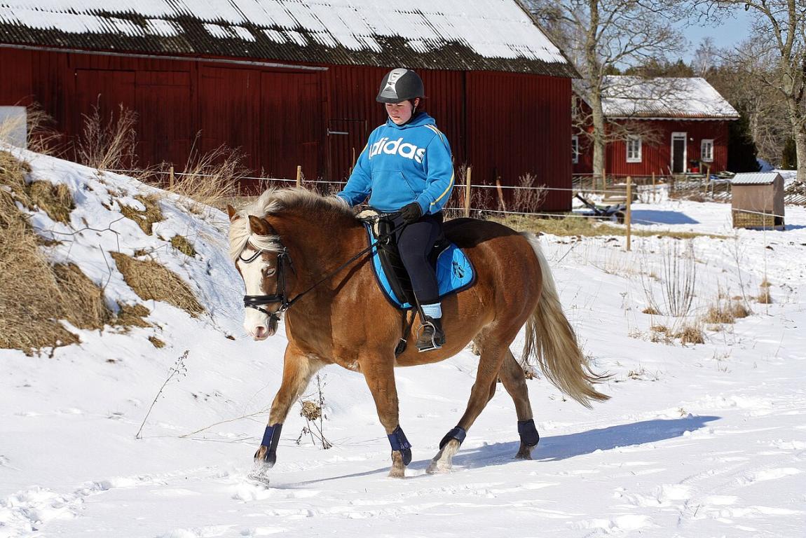 4-year-old Estonian mounted - Photo: Sara Gustafsson