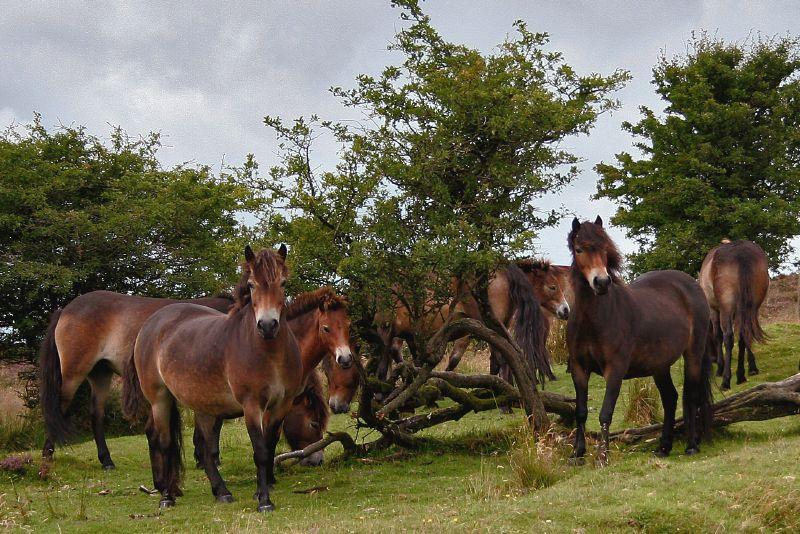 A herd of Exmoor ponies, showing off their very similar coats. - CC BY 2.0 - Mark Robinson