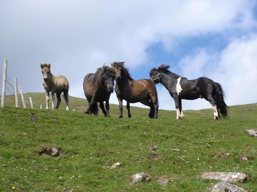 A group of Faroe Island ponies. - Photo: Maria Joensen - Faroe Islands