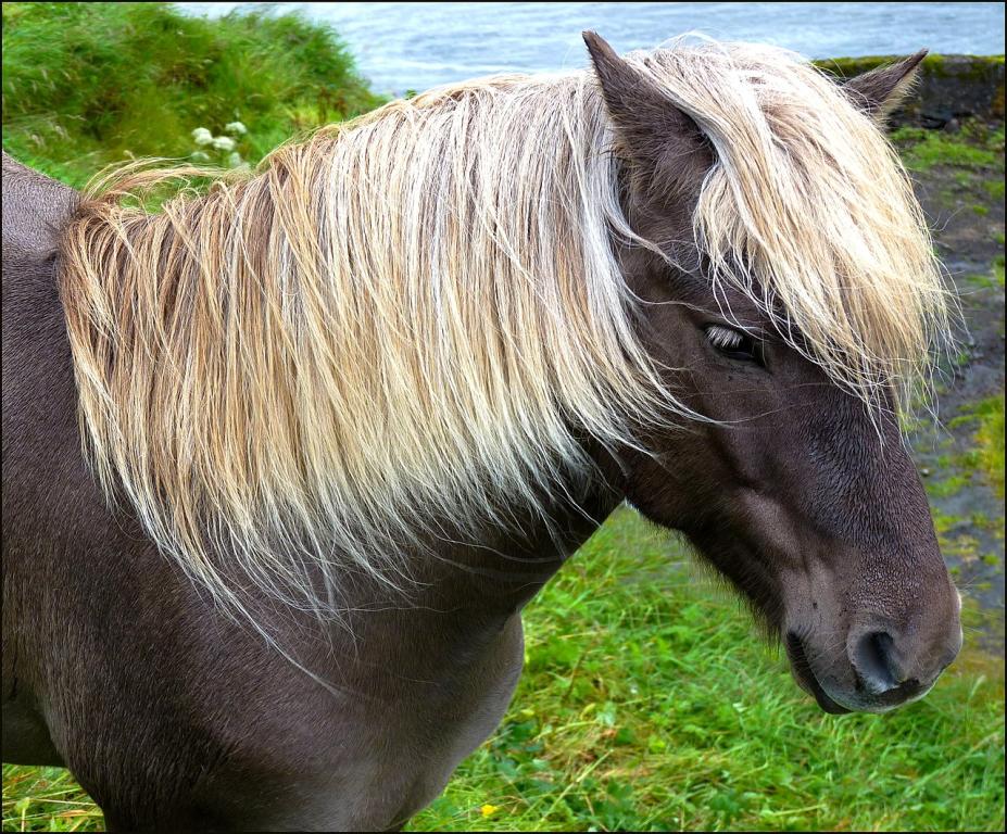 A head of a silver-black Faroe. - Photo: patano
