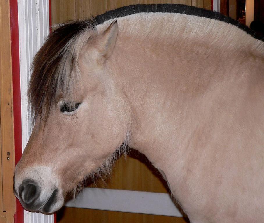Head of a Fjord horse. - BS Thurner Hof