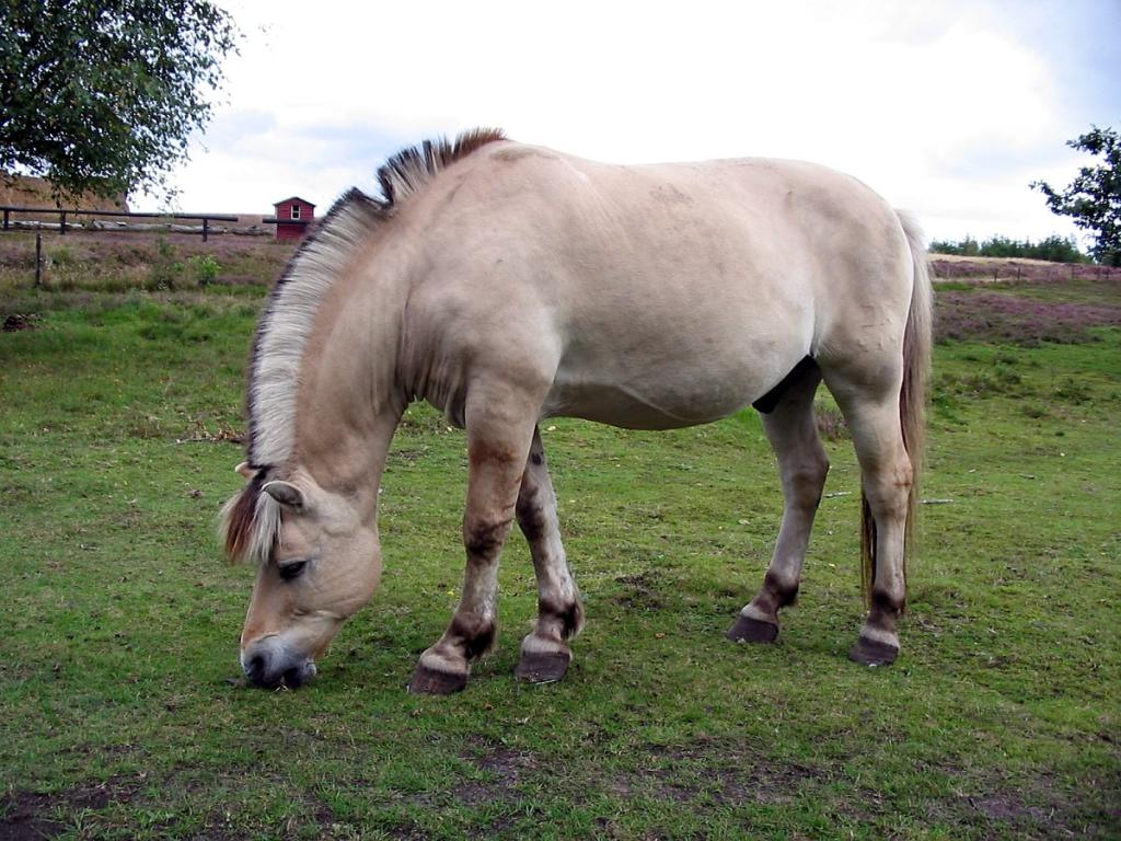 Fjord grazing at the Danish Open Air Museum "Hjerl Hede". - CC BY 2.5 - Tomasz Sienicki