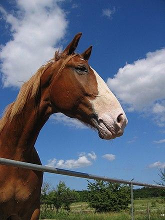 Frederiksborg horse - Photo : Pia Gaarslev (uploaded by Ane Jensen)