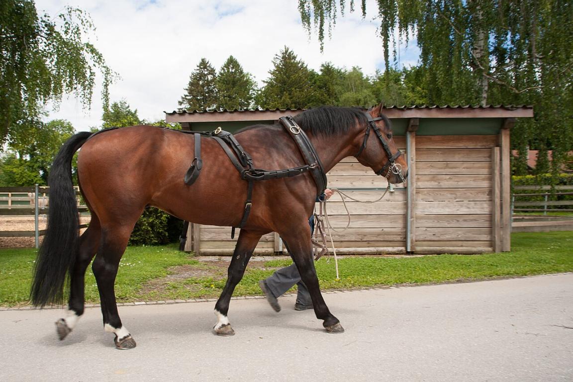Native of Aiges, Franches-Montagnes stallion of the Swiss National Stud, represents the type suited to harnessing - CC BY-SA 3.0 - Ludovic Péron