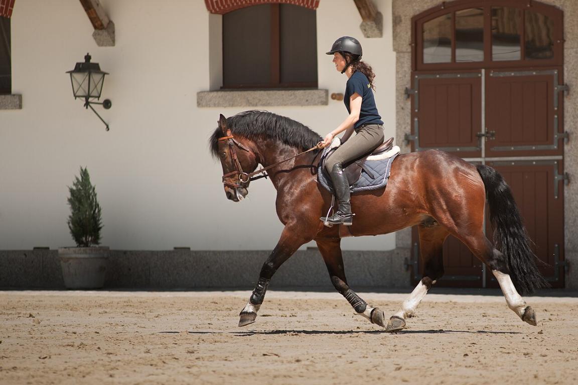 A Franches-Montagnes mounted at the Swiss National Stud. - CC BY-SA 3.0 - Ludovic Péron
