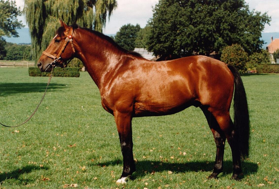 Nepal, Franches-Montagnes stallion owned by the Swiss National Stud (SNS). - CC BY-SA 4.0 - Swiss National Stud (SNS)