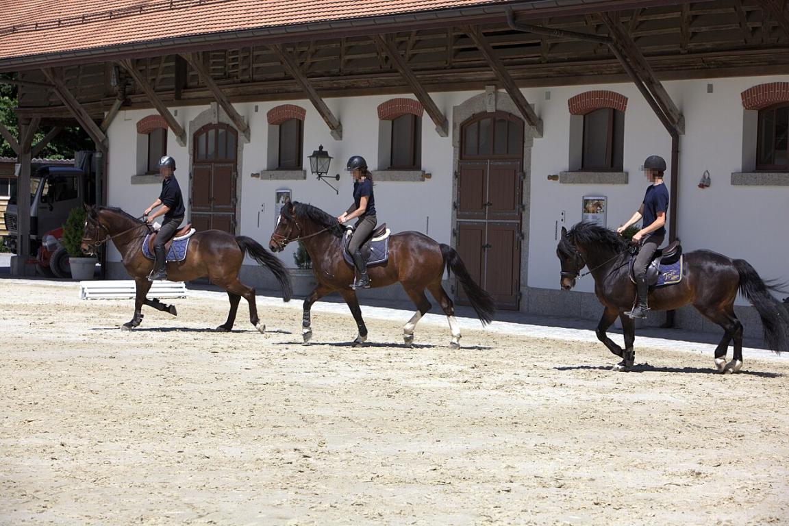 Group of Franches-Montagnes horses under saddle at the Swiss National Stud Farm. - CC BY-SA 2.0 fr - Photograph by Rama