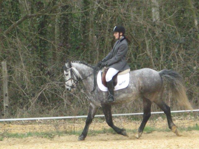French Saddle Pony performing dressage - CC BY-SA 3.0 - Eponimm