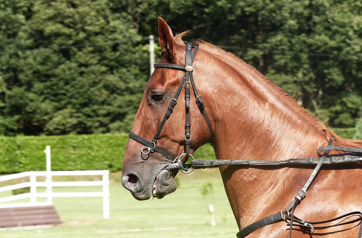 Head of a harnessed chestnut French trotter. - CC BY-SA 4.0 - Amélie Tsaag Valren