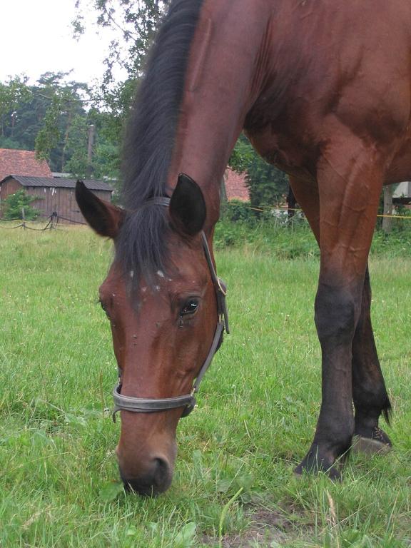 Furioso-North Star Head and Neck Detail - CC BY-SA 3.0 - JoRe