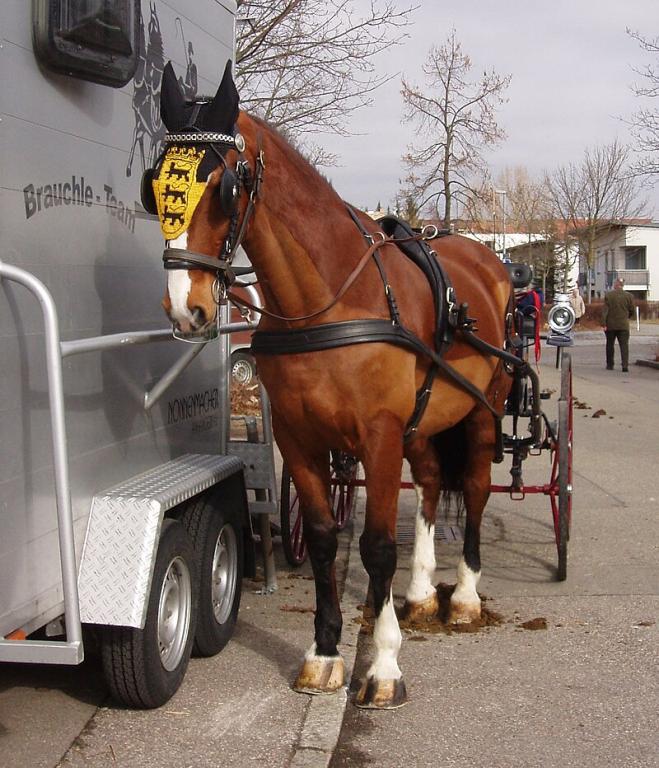 Standing brown gelderlander - Public domain - Xocolatl