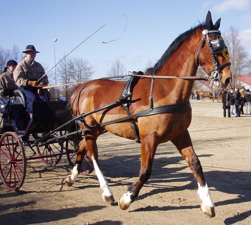 Gelderland harnessed - Public domain - Xocolatl