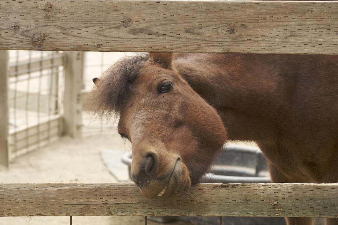 Bai, three-quarter view - CC BY 2.0 - Jean from Shelbyville, KY