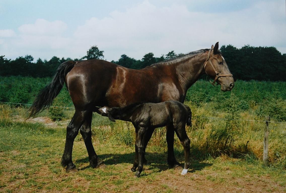 Groningen mare and her foal. - CC BY-SA 4.0 - Baykedevries