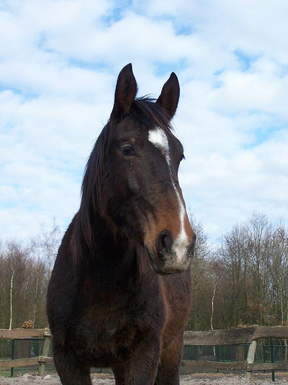 Two-year-old Groningen mare. - CC BY 2.0 - Jos