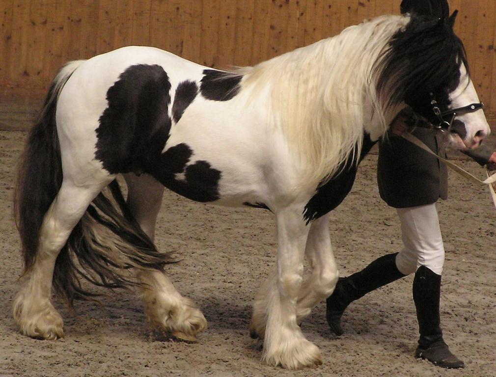  A model of a piebald Irish Cob with its characteristic abundant mane, at a show in Prague, Czech Republic. - CC BY-SA 3.0 - Karakal