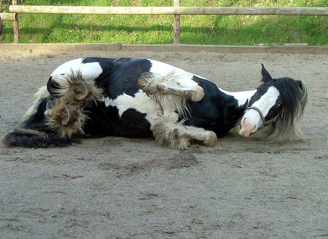 Cob Gypsy rolling around. - CC BY-SA 3.0 - Borsi112