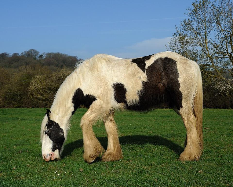 Tobiano pie on a black base. Gypsy Cob - CC BY-SA 3.0 - Saffron Blaze