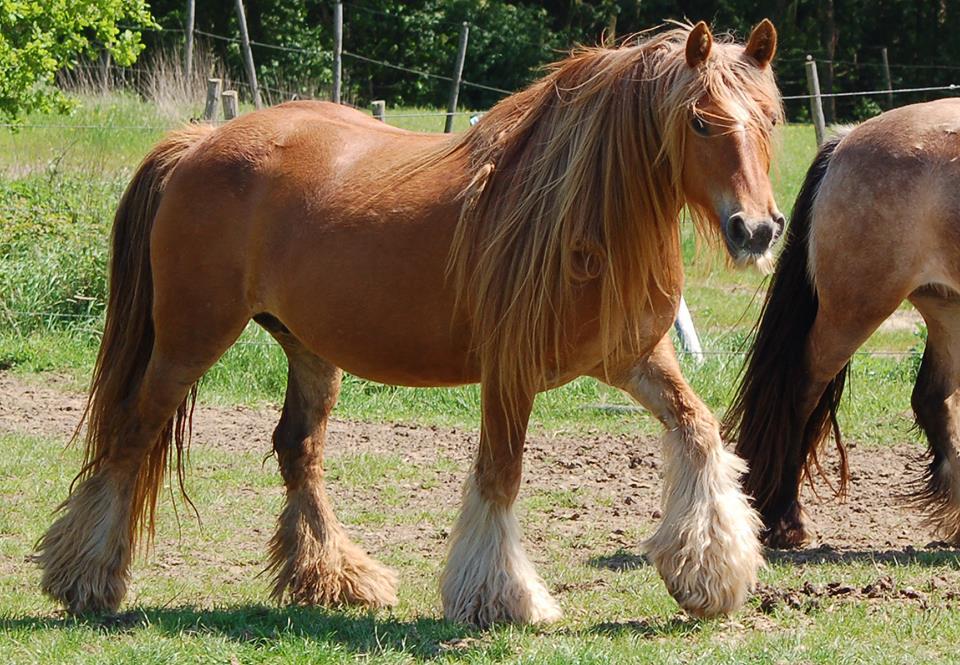  Chestnut Irish cob mare of Celtic legends, tinker, gypsy cob, vanner - CC BY-SA 3.0 - Sweetyseb