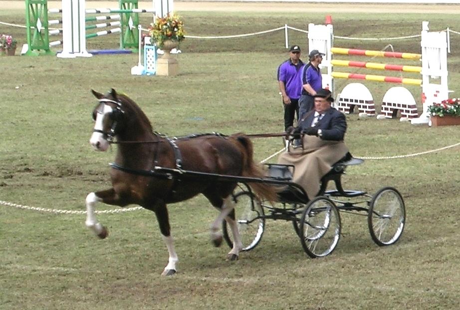 A Hackney Horse in a driving competition. - Photo : Cgoodwin