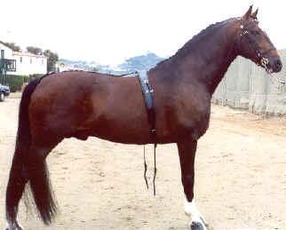The photo of the Hackney Horse stallion, CANADANCE, was taken by and is owned by Panache Hackney Horse Farm, Cathlamet WA, as is CANADANCE. - Photo : Panachehh