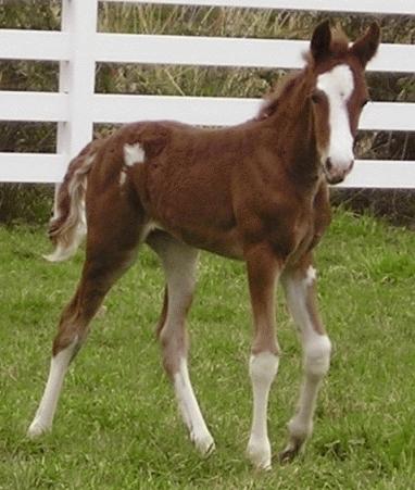 1-month-old Hackney filly. - Photo: Panachehh