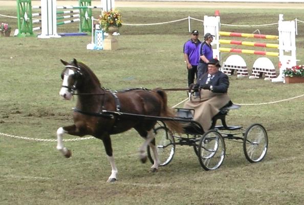 Hackney (Horse) : Elegant Driving Horse with High-Stepping Action