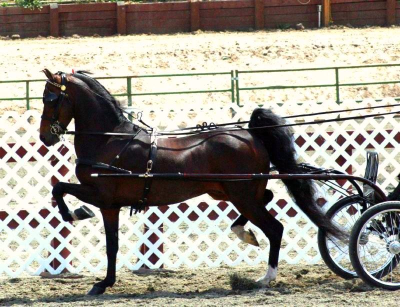 Hackney Pony - CC BY 2.0 - Just chaos