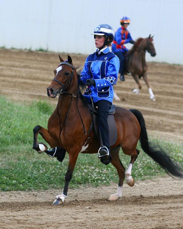 Hackney Roadster type pony mounted - CC BY 3.0 - Equinologist