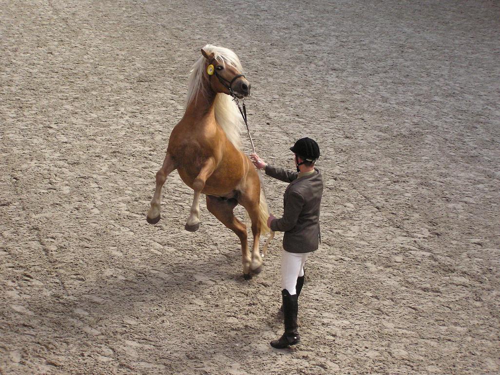  Calm and friendly by nature, the Haflinger nevertheless requires good training, like any horse. - CC BY-SA 3.0 - Karakal