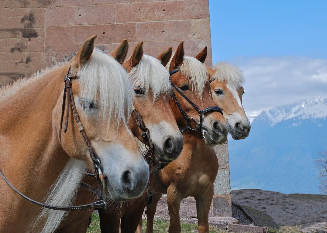 A group of Haflingers, clearly showing their similarities in coat and pattern. - Photo: Julian Berry