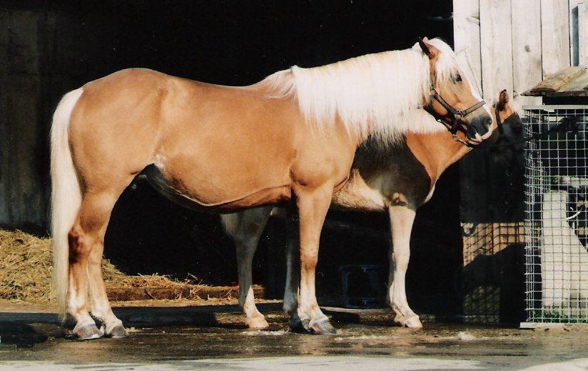 Golden Chestnut Haflinger - CC BY-SA 3.0 - Dominik Hundhammer